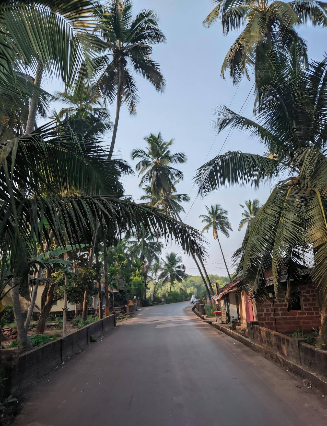 Goa_Bushes