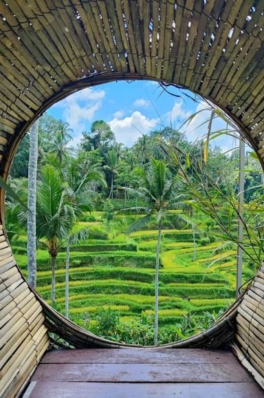 Palm_Trees_Bali2